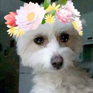 Meet your Posher, Barbara